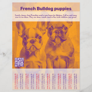 French Bulldog Puppy Flyer