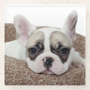 French Bulldog Puppy Lying In A Dog Bed Glass Coaster