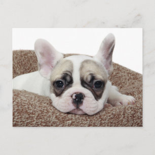 French Bulldog Puppy Lying In A Dog Bed Postcard