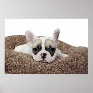 French Bulldog Puppy Lying In A Dog Bed Poster