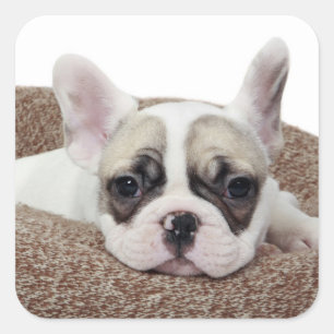French Bulldog Puppy Lying In A Dog Bed Square Sticker