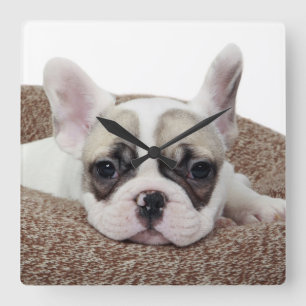 French Bulldog Puppy Lying In A Dog Bed Square Wall Clock