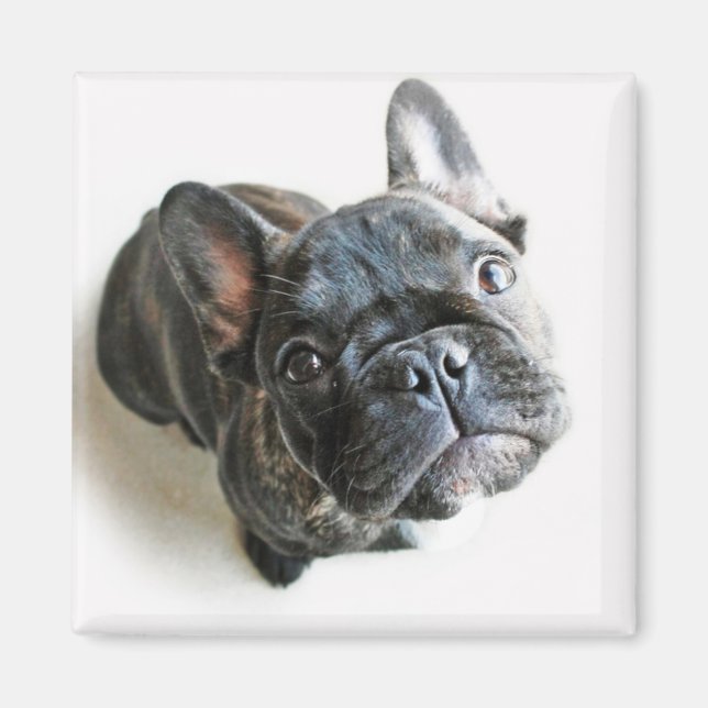 French Bulldog Puppy Magnet (Front)
