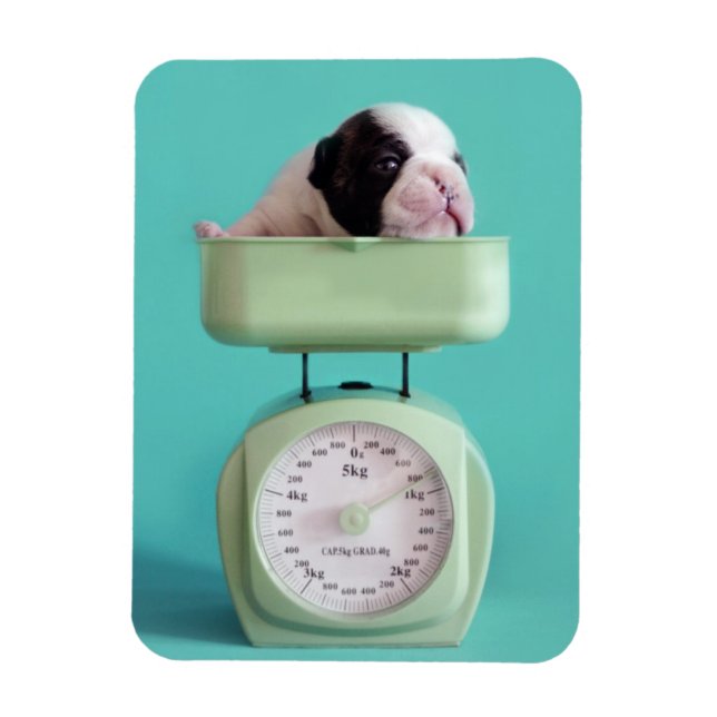 French Bulldog Puppy Magnet (Vertical)