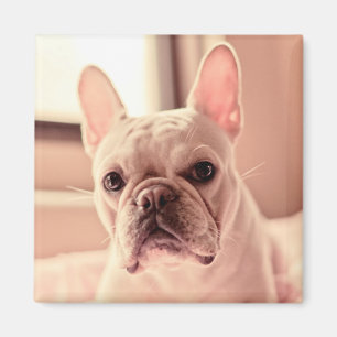 French Bulldog Puppy Magnet