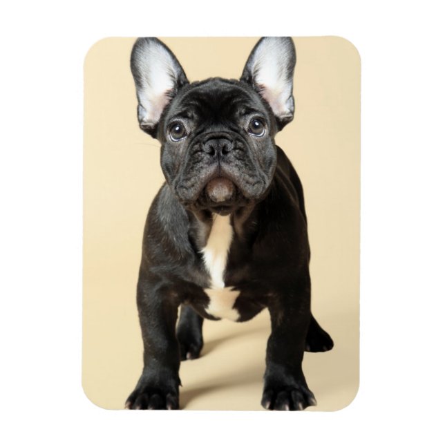 French Bulldog Puppy Magnet (Vertical)