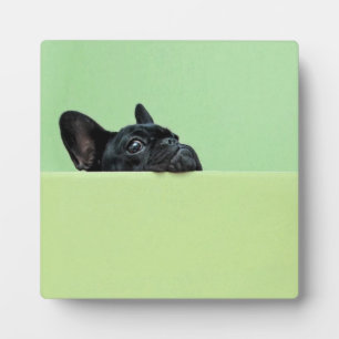 French Bulldog Puppy Peering Over Wall Plaque