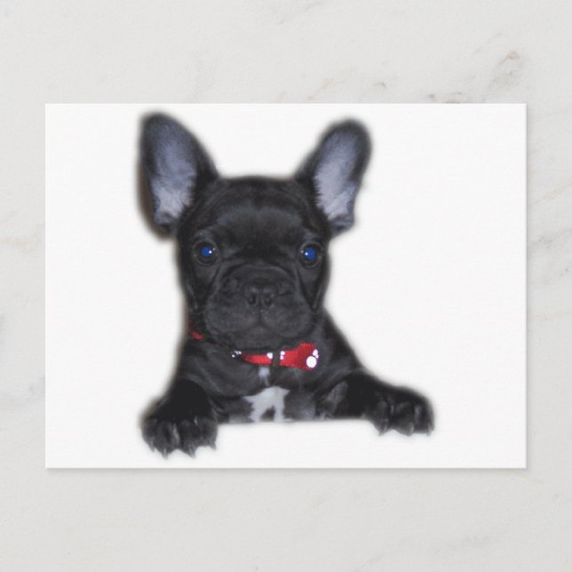 French Bulldog Puppy Postcard (Front)