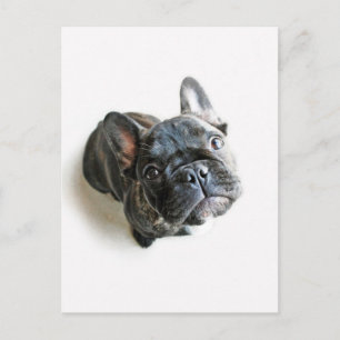 French Bulldog Puppy Postcard