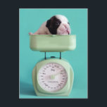 French Bulldog Puppy Postcard<br><div class="desc">Checking puppy weight</div>