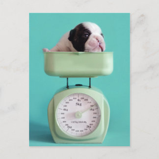 French Bulldog Puppy Postcard