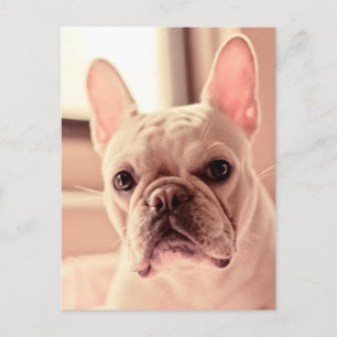 French Bulldog Puppy Postcard