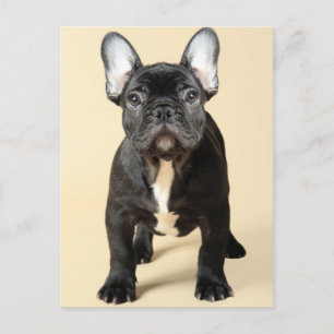 French Bulldog Puppy Postcard