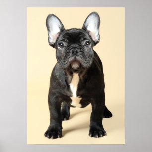 French Bulldog Puppy Poster