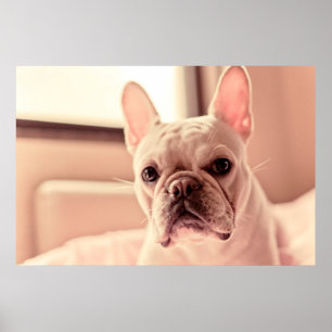 French Bulldog Puppy Poster