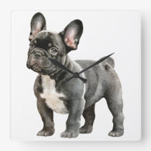 French Bulldog Puppy