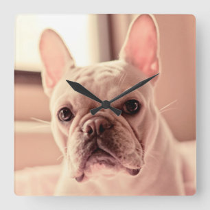 French Bulldog Puppy Square Wall Clock