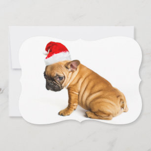 French bulldog puppy wearing Santa Claus hat Holiday Card