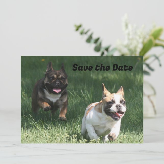 French Bulldog Racing French Bulldog Save The Date (Standing Front)