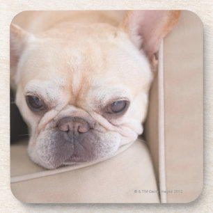 French bulldog resting on sofa coaster
