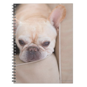 French bulldog resting on sofa notebook