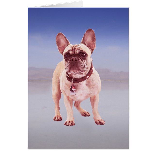 French Bulldog Sitting On beach (Front)