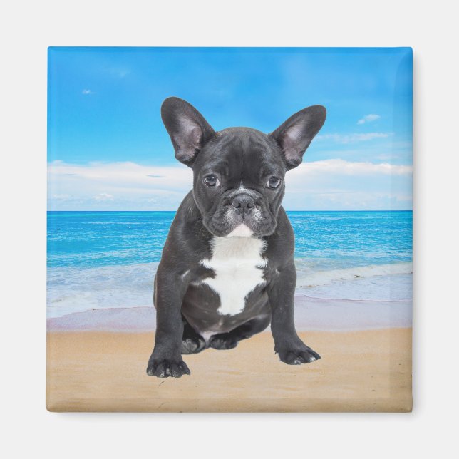 French Bulldog Sitting On Beach Magnet (Front)