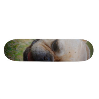 French Bulldog Skateboard
