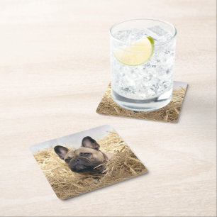 French bulldog square paper coaster