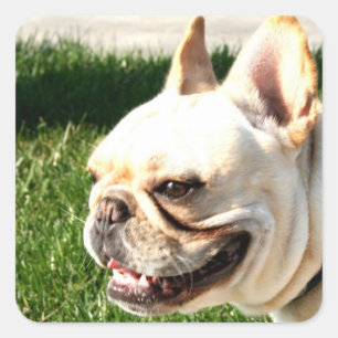 French Bulldog Square Sticker