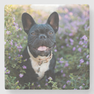 French Bulldog Stands in Flowers Stone Coaster