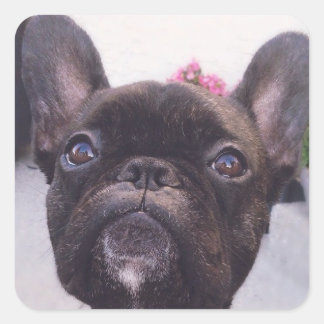 French Bulldog Sticker