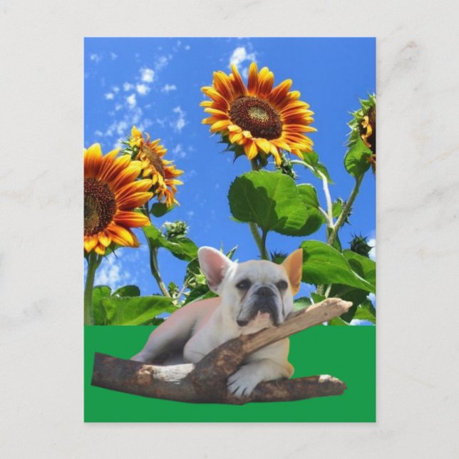 French Bulldog Sunflower Postcard (Front)