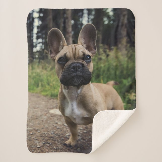 French Bulldog Throw Pillow (Front)