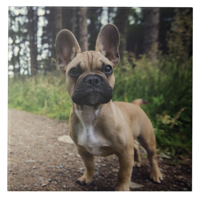 French Bulldog Throw Pillow Ceramic Tile (Front)