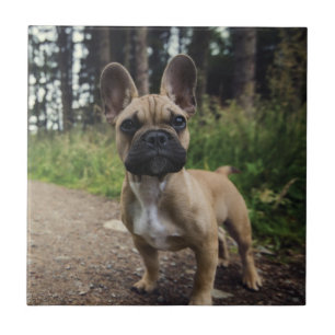 French Bulldog Throw Pillow Ceramic Tile