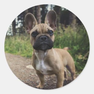 French Bulldog Throw Pillow Classic Round Sticker