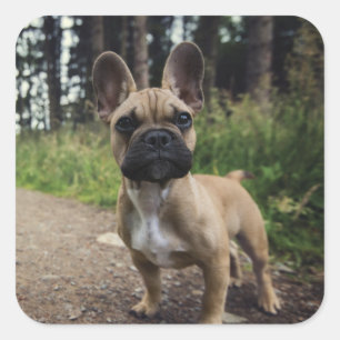 French Bulldog Throw Pillow Square Sticker