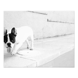 French bulldog tongue out photo print