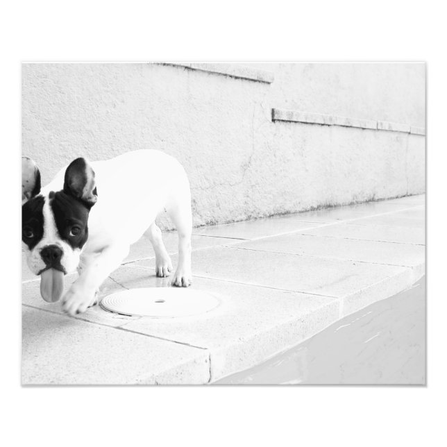 French bulldog tongue out photo print (Front)