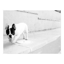 French bulldog tongue out