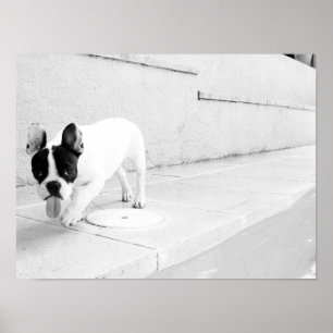 French bulldog tongue out poster