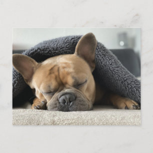 french bulldog under blanket postcard