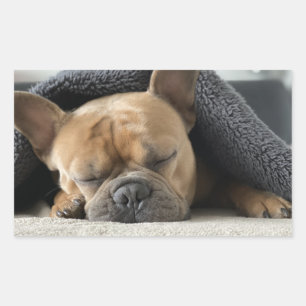 french bulldog under blanket rectangular sticker