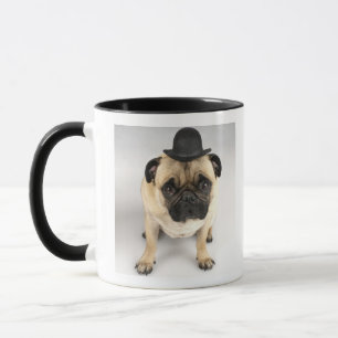 French bulldog wearing bowler, studio shot mug