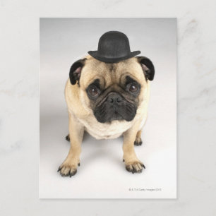 French bulldog wearing bowler, studio shot postcard