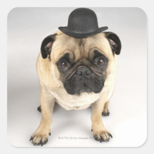 French bulldog wearing bowler, studio shot square sticker