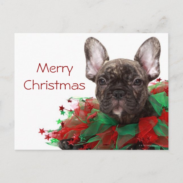 French bulldog wearing Christmas collar Holiday Postcard (Front)