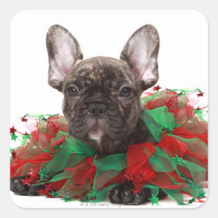 French bulldog wearing Christmas collar Square Sticker