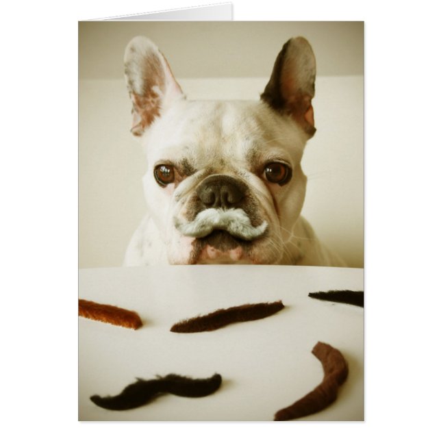 French Bulldog With A Moustache (Front)